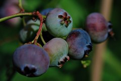 what is bilberry good for