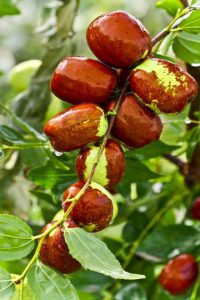 benefits of jujube fruit