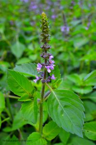 holy basil prevents cancer naturally