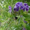 bee in purple flower