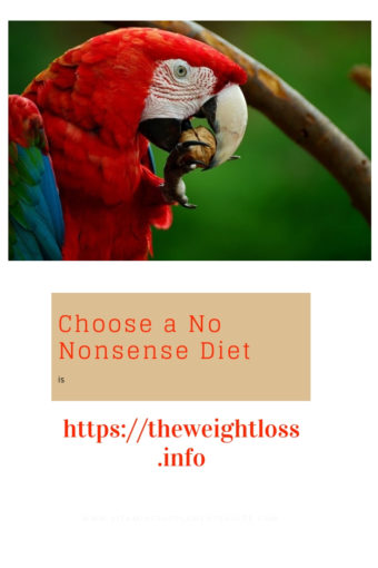 parrot eating walnut
